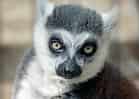 動物図鑑・ワオキツネザルの写真 4